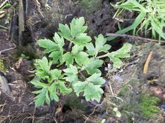 Ranunculus repens