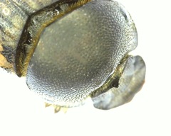 Onthophagus nuchicornis