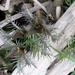Rorippa amphibia