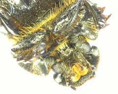 Onthophagus nuchicornis