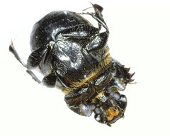 Onthophagus nuchicornis
