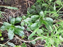 Epilobium