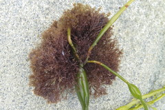 Vertebrata lanosa