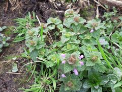 Lamium purpureum
