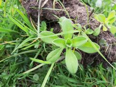 Cerastium glomeratum