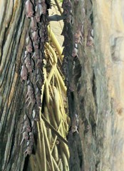 Taphozous perforatus