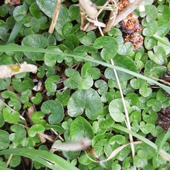 Ficaria verna