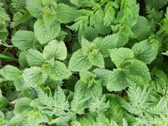 Lamium album