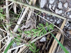 Galium aparine