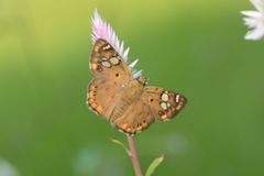 Coladenia indrani