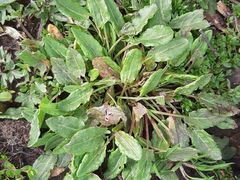Rumex acetosa