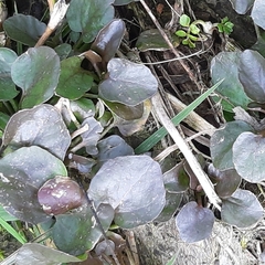 Nasturtium microphyllum