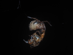 Dipoena submustelina