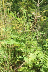 Astragalus uliginosus