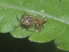 Dipoena submustelina