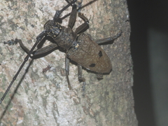 Pelargoderus bipunctatus