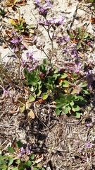 Limonium dodartii