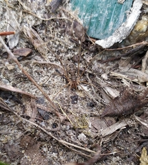 Phalangium opilio