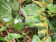 Brachystethus rubromaculatus
