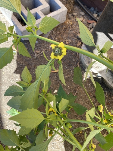 Physalis philadelphica iNat (2)