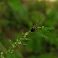 Gastrophysa polygoni