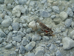 Oedipoda germanica meridionalis