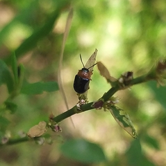 Gastrophysa polygoni