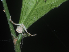 Massuria