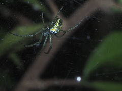 Cyrtophora cylindroides