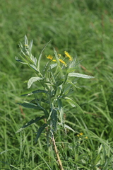 Jacobaea paludosa lanata
