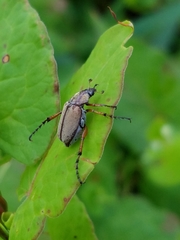 Macrodactylus subspinosus