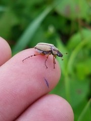 Macrodactylus subspinosus