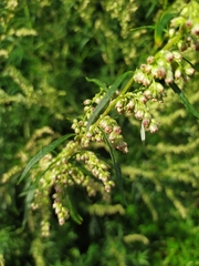 Artemisia vulgaris