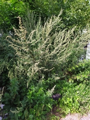 Artemisia vulgaris