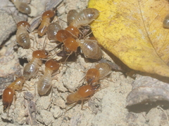 Macrotermes gilvus