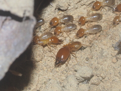 Macrotermes gilvus