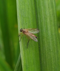 Rhagio