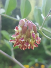 Hosackia crassifolia crassifolia