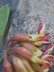 Hosackia crassifolia crassifolia