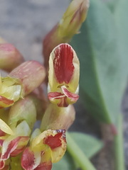 Hosackia crassifolia crassifolia
