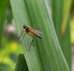 Rhagio