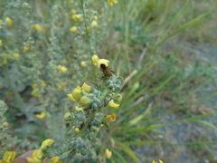 Adelphocoris vandalicus