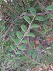 Hosackia crassifolia crassifolia