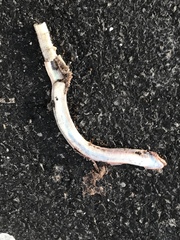 Ophisaurus attenuatus