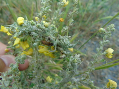 Adelphocoris vandalicus