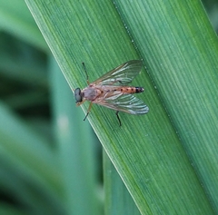 Rhagio
