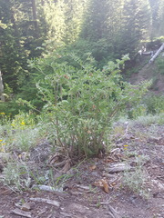Hosackia crassifolia crassifolia