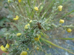 Adelphocoris vandalicus
