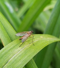 Rhagio