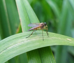 Rhagio